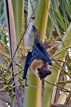 Brown bat