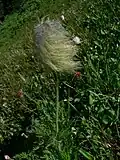 The persistent achenes and foliage are distinguishing features.