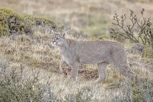 Puma (Puma concolor concolor) female Leona Amarga