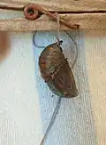 Pupa ready for hatching