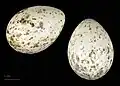 Eggs of Pyrrhocorax pyrrhocorax erythroramphos – (MHNT)