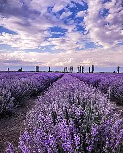 Blooming lavender; the color and the plant are symbols of LGBTQ identity.