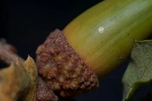 Detail of the acorn cap