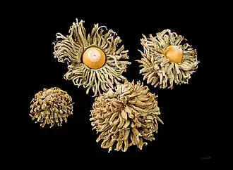 Acorns