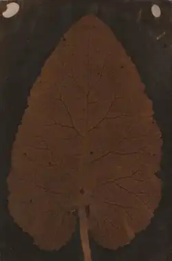 The Quillan Leaf