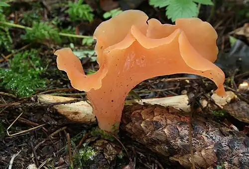German specimen