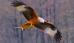 Red kite in Rückers (Hessian Rhön Nature Park)