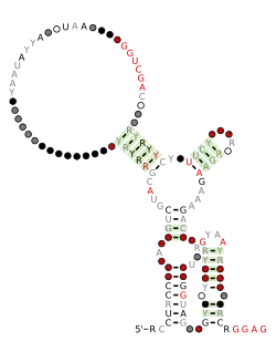 lysM-TM7 Secondary structure taken from the Rfam database. Family RF03005
