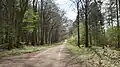 Wentorfer Lohe next to the Sachsenwald