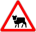 Cattle in the road