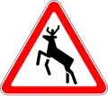 Deer in the road