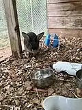 Rabbit being held in outdoor enclosure before being adopted out to public.