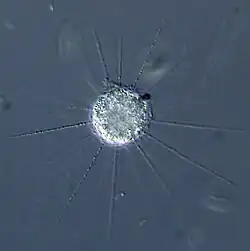 Raphidiophrys, a centrohelid heliozoan