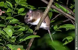 Brown and white rat