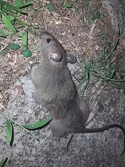 Brown rat