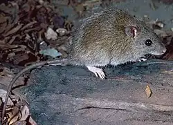Brown rat