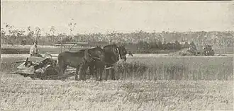 Reaping the wheat, Keleher brothers farm, North Mondure, 1919