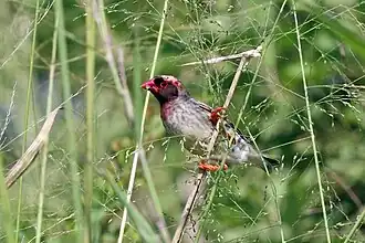 Male Q. q. aethiopica in breeding plumage with pink wash, Uganda