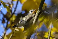 Red-breasted flycatcher, Veneto