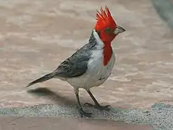 Fully displayed crest - Maui, Hawaii