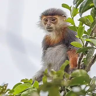 Juvenile