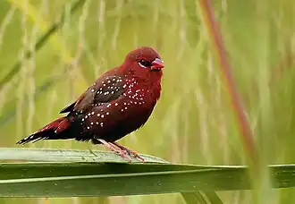Male Amandava amandava amandava in breeding plumage