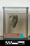 Red brocket heart, specimen clarified for visualization of anatomical structures