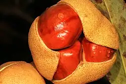 Mature fruit