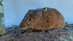 Brown rat