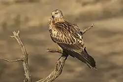 Red kite, Lleida, Catalonia