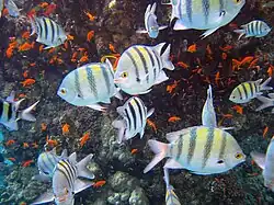 Red Sea reef