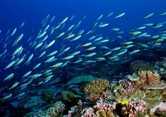 At Palmyra Atoll