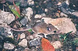 Brown mouse