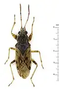 Remaudiereana nigriceps