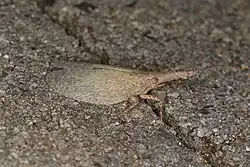 Xosopharinae: Rentinus dilatatus