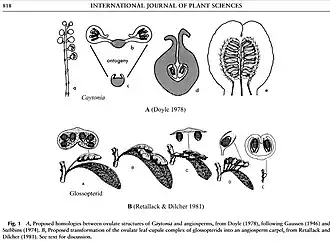 Fig. 5 Diagram comparing ovulate structures in Caytoniales, Glossopteridales, and Angiospermae. The upper illustrations show Caytoniales as angiosperm ancestors,[6] and the lower illustrations show glossopterid ancestors.[12]