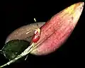Restrepia muscifera