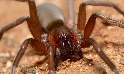 female R. transvaalensis