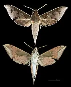 Rhagastis rubetra
