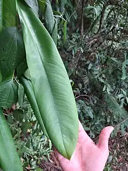 Leaf blade
