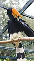 Female at Birdworld, England