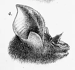Drawing of bat