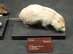 Taxidermied brown bamboo rat