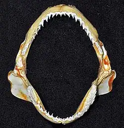 Jaws