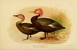 Rhodonessa Caryophyllacea Pink headed duck India