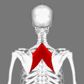 Rhomboid muscles. &nbsp;&nbsp;Rhomboid minor muscle &nbsp;&nbsp;Rhomboid major muscle