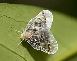 Rhotana obaerata