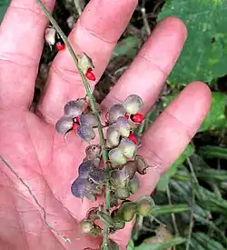 raceme of splitting , legume-type fruits