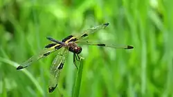 Male face