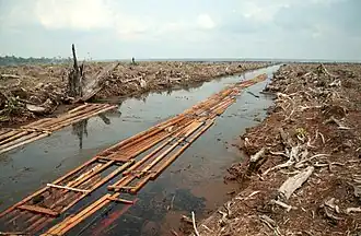 Peat-forest logging and clearing for an oil-palm plantation in Riau, Indonesia (2006)